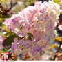 Hydrangea paniculata 'Sundae Fraise'