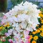 Hydrangea paniculata 'Wims Red'