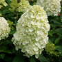 Hydrangea paniculata 'Hercules'