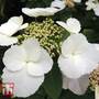 Hydrangea macrophylla 'Benxi'