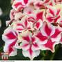Hydrangea macrophylla 'Camilla'