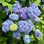 Hydrangea macrophylla 'Early Blue'