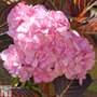 Hydrangea macrophylla 'Hobella'