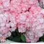 Hydrangea macrophylla 'Miss Saori'