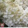 Hydrangea paniculata 'Grandiflora'
