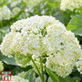 Hydrangea arborescens 'Annabelle'