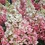 Hydrangea paniculata 'Pinky Winky'