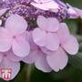 Hydrangea macrophylla 'Endless Summer - Twist & Shout'