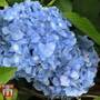 Hydrangea macrophylla 'Nikko Blue'