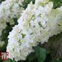 Hydrangea quercifolia 'Snow Queen'