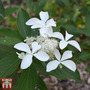 Hydrangea paniculata 'Great Star'