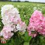 Hydrangea paniculata 'Fraise Melba'