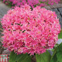 Hydrangea 'Princess Diana'