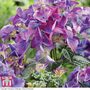 Hydrangea macrophylla 'Black Diamonds Shining Angel Blue'