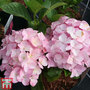 Hydrangea macrophylla 'Belle Seduction'