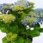 Hydrangea macrophylla 'Bodensee'