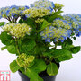 Hydrangea macrophylla 'Bodensee'