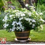 Hydrangea 'Runaway Bride'