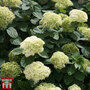 Hydrangea arborescens 'Lime Rickey'