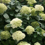 Hydrangea arborescens 'Lime Rickey'