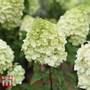 Hydrangea paniculata 'Polar Bear'