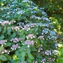 Hydrangea serrata 'Magic Seduction Annie's Blue'