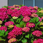 Hydrangea macrophylla 'Ab Green Shadow'