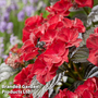Hydrangea macrophylla x serrata 'After Midnight'