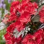 Hydrangea macrophylla x serrata 'After Midnight'