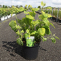 Hydrangea arborescens 'Golden Annabelle'