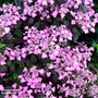 Hydrangea serrata 'Avelroz'
