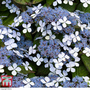 Hydrangea serrata 'Bluebird'