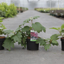 Hydrangea quercifolia 'Burgundy'