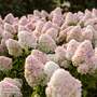 Hydrangea 'Living Candy Love'