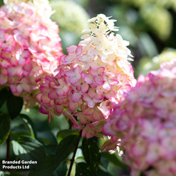 Hydrangea 'Living Colourful Cocktail'