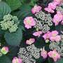 Hydrangea serrata 'Cotton Candy' (Flair & Flavours)