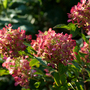 Hydrangea paniculata 'Diamant Rouge'