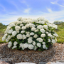 Hydrangea arborescens 'FlowerWOW'