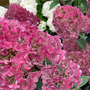 Hydrangea paniculata 'Framboisine® Rensam'