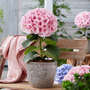 Hydrangea 'Giant Fusion'