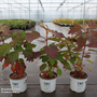 Hydrangea quercifolia 'Gatsby Girl'