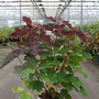 Hydrangea quercifolia 'Gatsby Star'