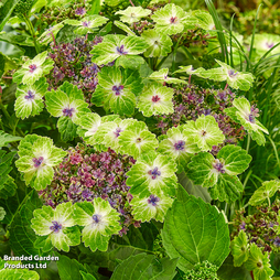 Hydrangea 'Teller Green Dream'