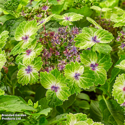 Hydrangea 'Teller Green Dream'