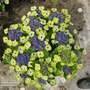 Hydrangea 'Teller Green Dream Blue'