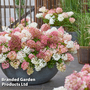 Hydrangea paniculata 'Groundbreaker Blush'