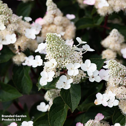 Hydrangea 'Living Infinity'