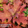 Hydrangea quercifolia 'Jetstream'