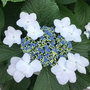 Hydrangea macrophylla 'Lanarth White'