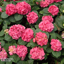 Hydrangea macrophylla 'Leuchtfeuer'